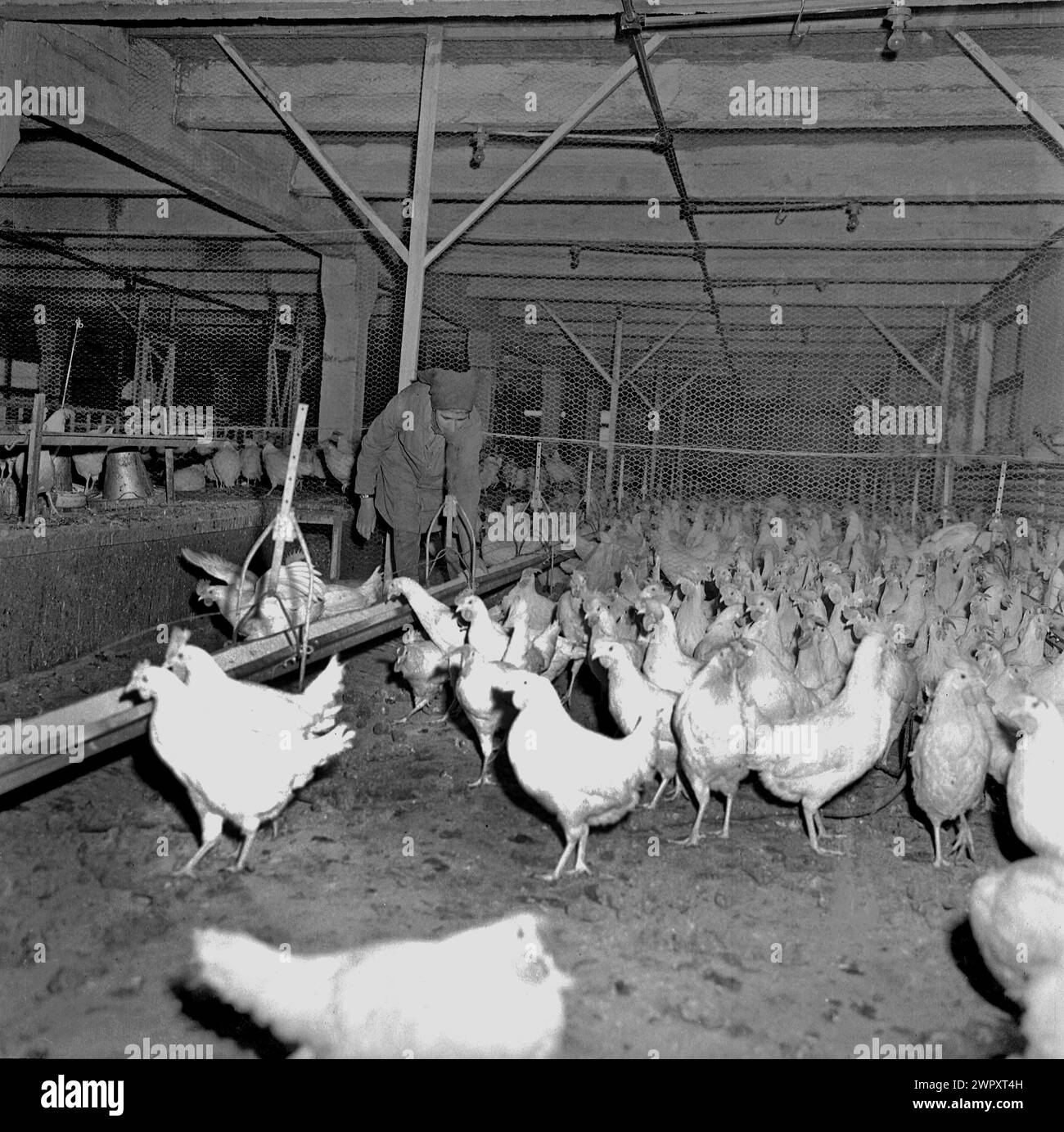 State agricultural cooperative in communist Romania, in the 1970s. Raising chickens at a state-run factory farm. Stock Photo