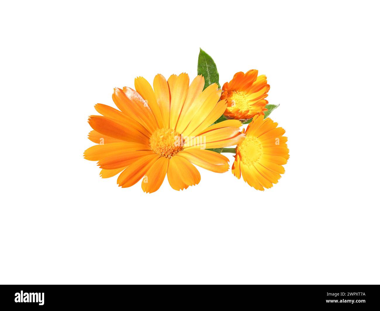 Calendula officinalis bright orange flowers and buds bunch isolated on white. Marigold flowering medicinal plant. Stock Photo