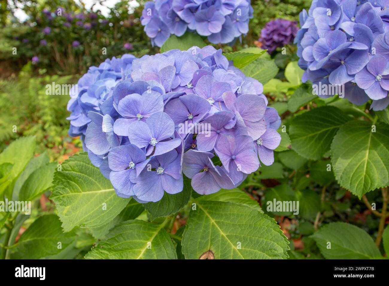 Celestial blue hydrangea flower closeup. Hortensia flowering plant. Stock Photo