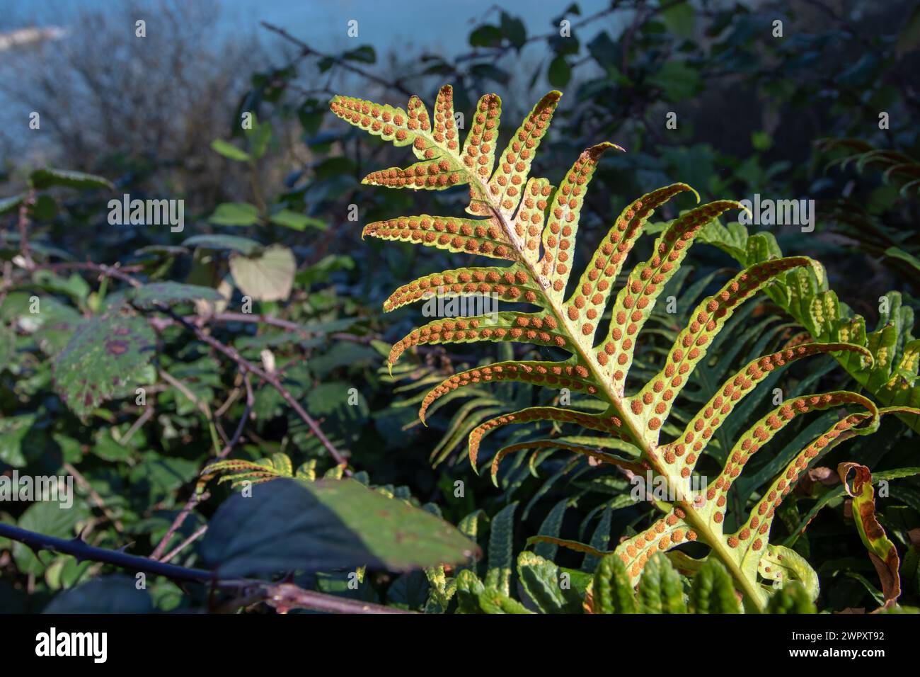 Polypodium vulgare for common polypody fern frond with round bright orange sori on the underside. Stock Photo