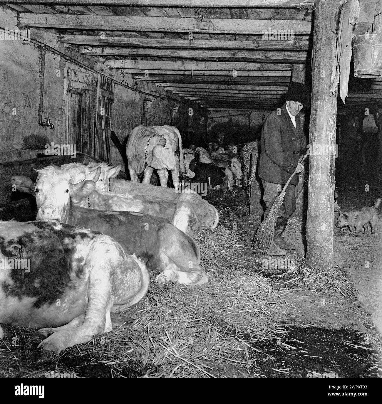 State Agricultural Cooperative (C.A.P.) in communist Romania, in the ...