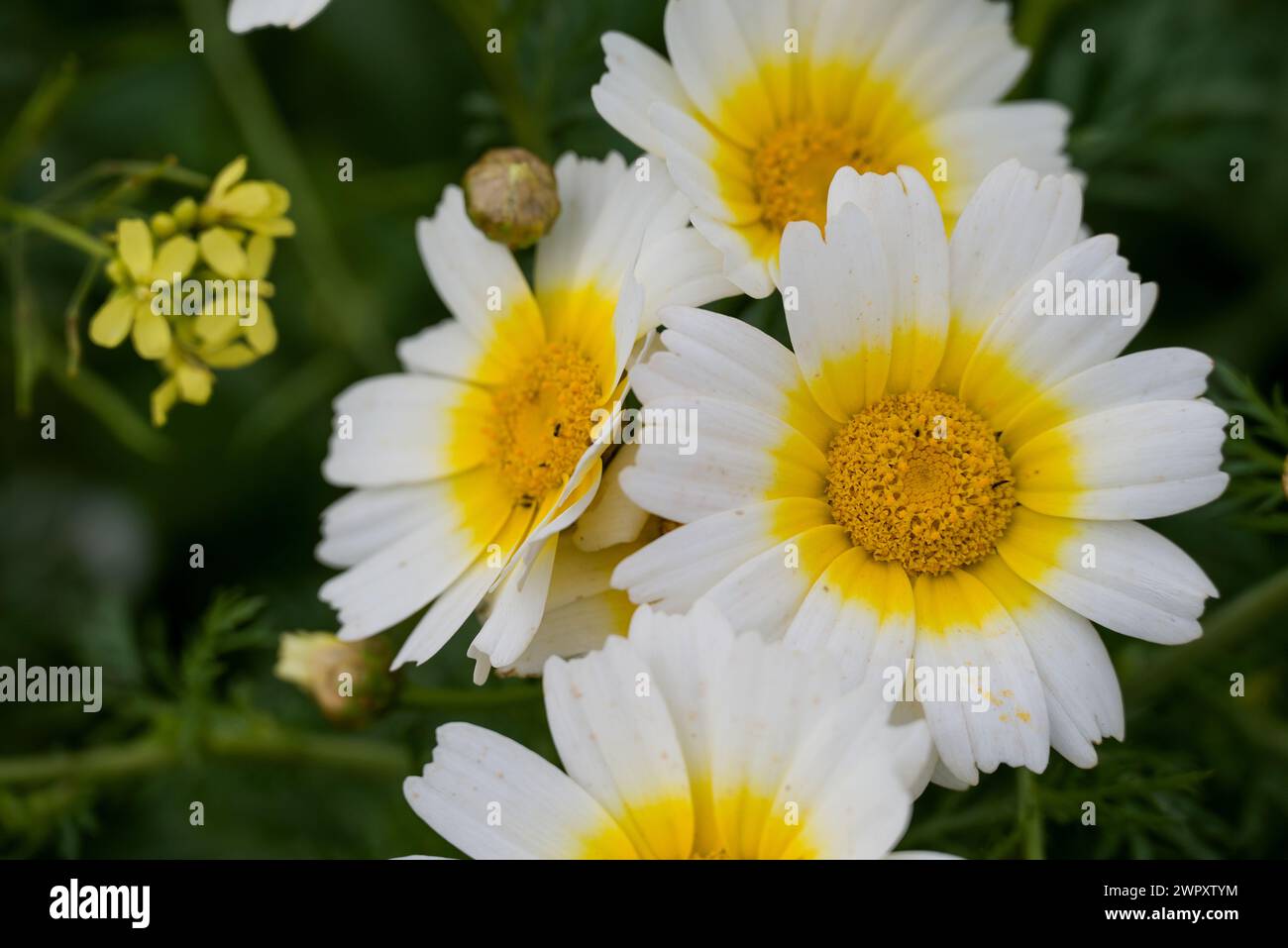 Photo of flowers on background Stock Photo