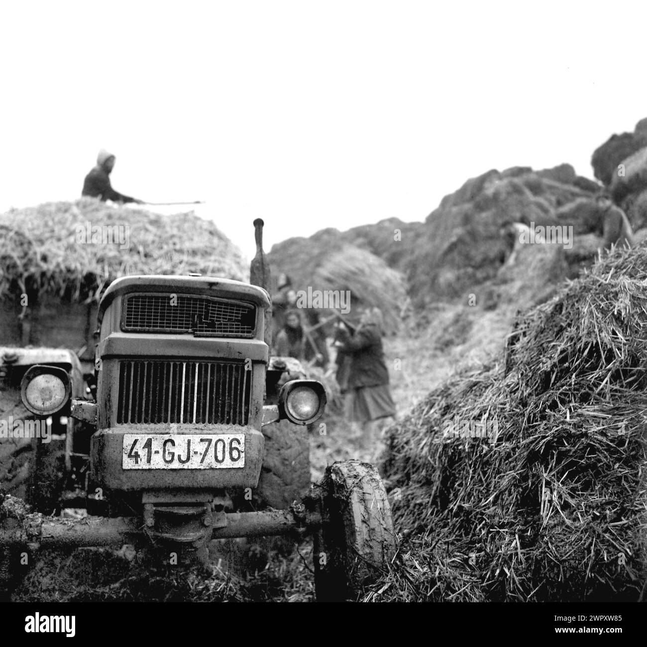 A State Agricultural Cooperative (C.A.P.) in communist Romania, in the 1970s. Peasants loading trailers with piled straws. Stock Photo