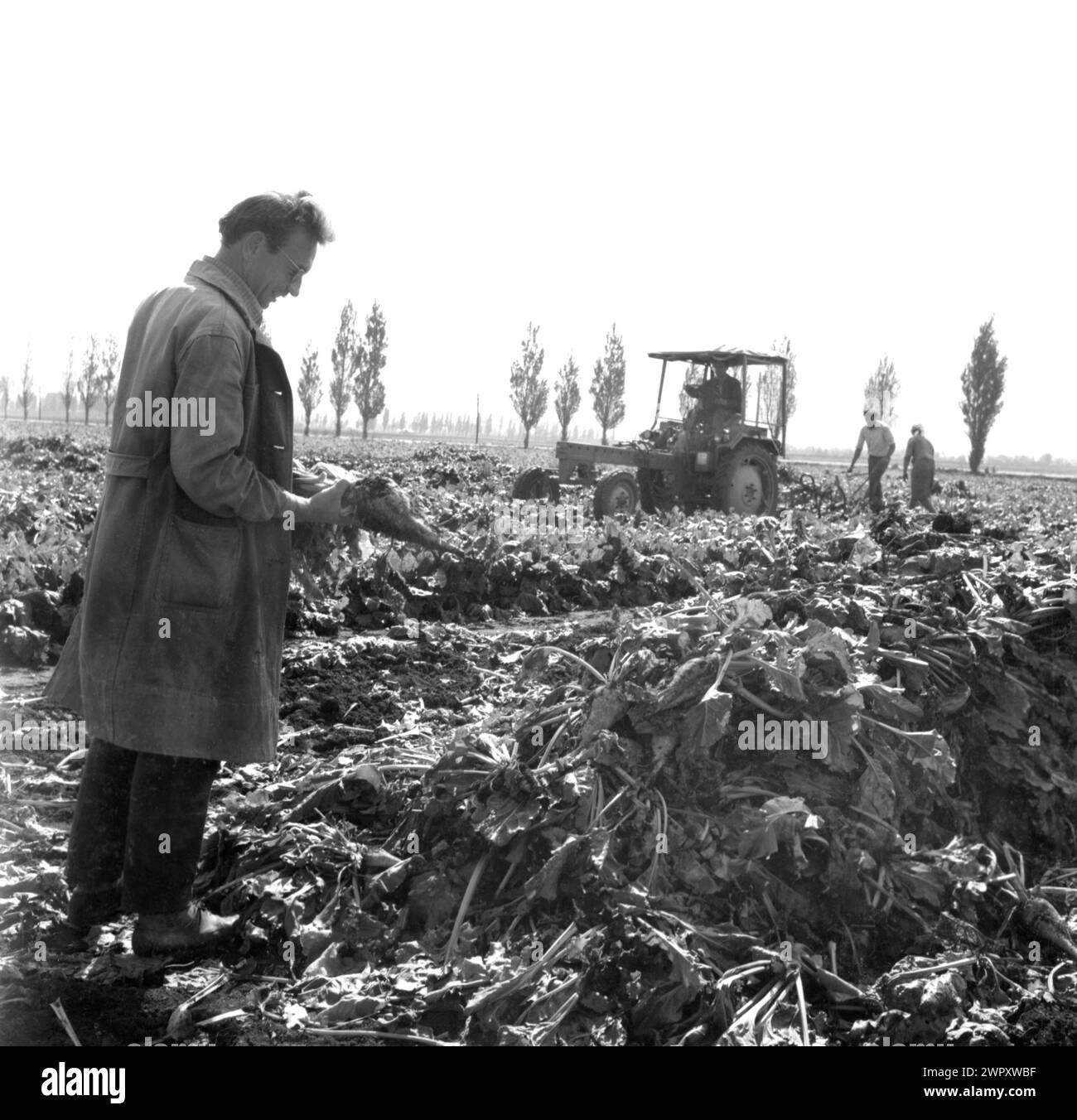 Harvesting fodder beet (Beta vulgaris) for livestock feed at a State