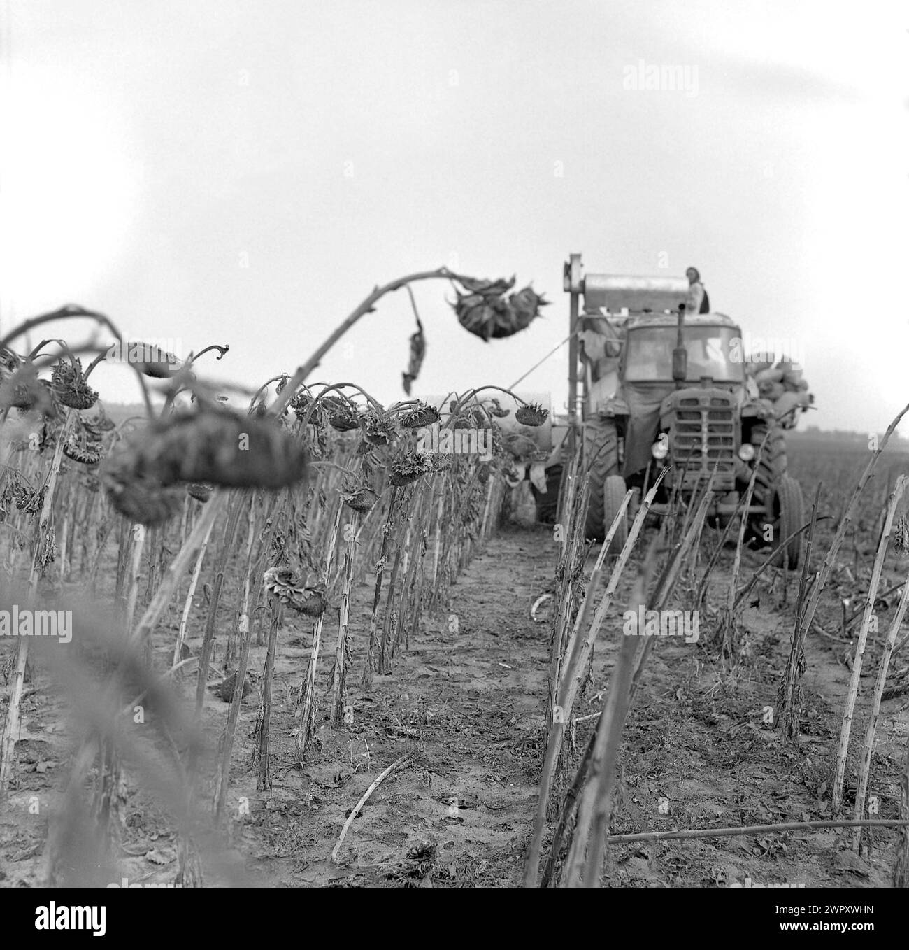 Harvesting sunflowers at a State Agricultural Cooperative (C.A.P.) in communist Romania, in the 1970s. Stock Photo