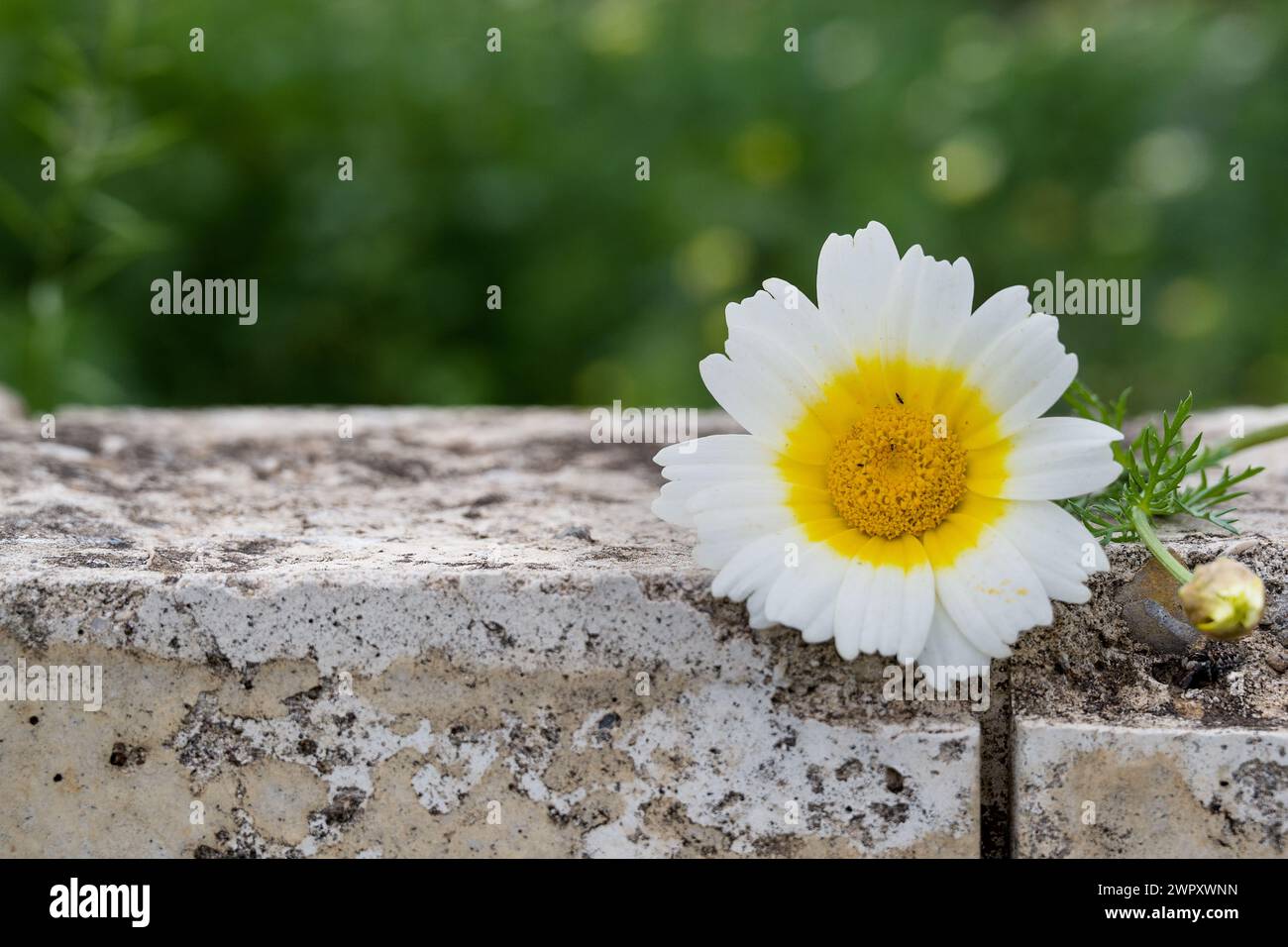 Photo of flowers on background Stock Photo