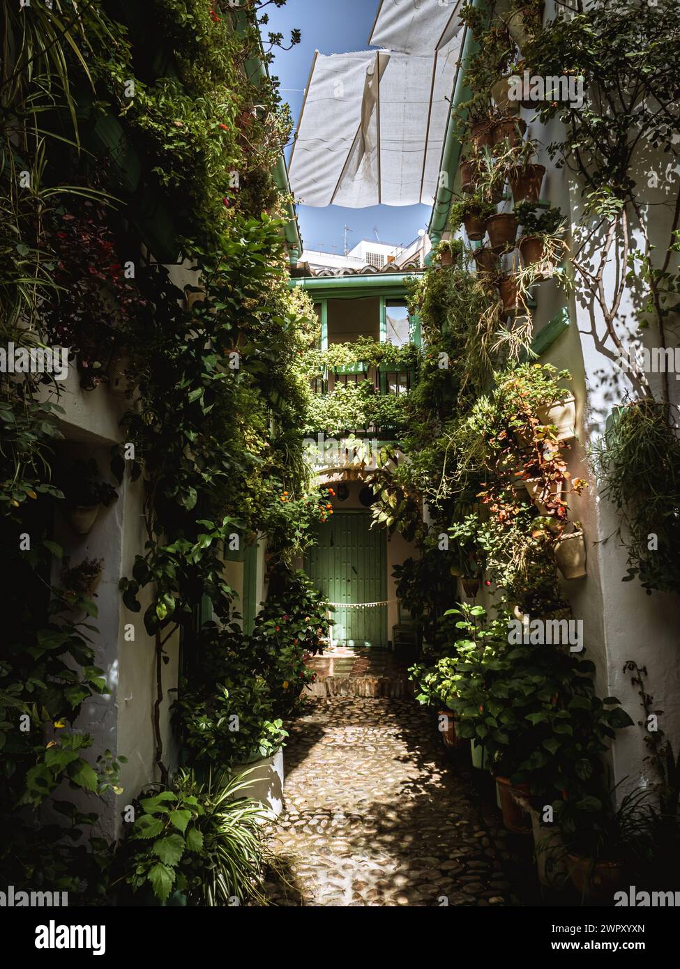 Typical courtyard patio in Cordoba, Spain, with hundreds of potted plants and greenery, Andalusia architecture tourism Stock Photo