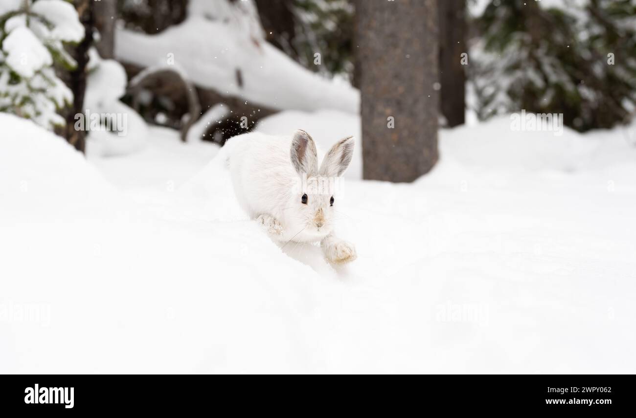 Snowshoe hare feet hires stock photography and images Alamy