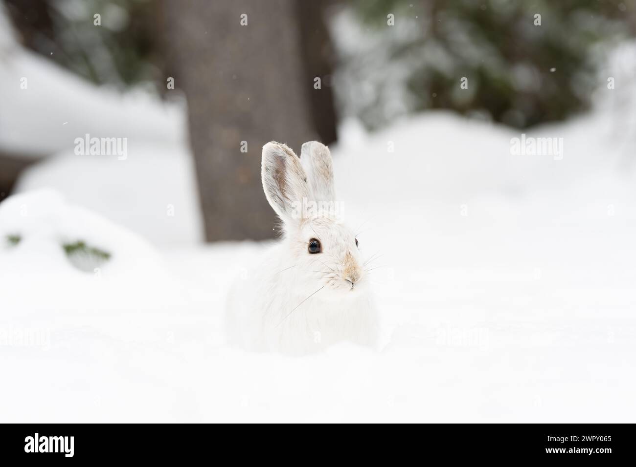 Snowshoe hare feet hires stock photography and images Alamy