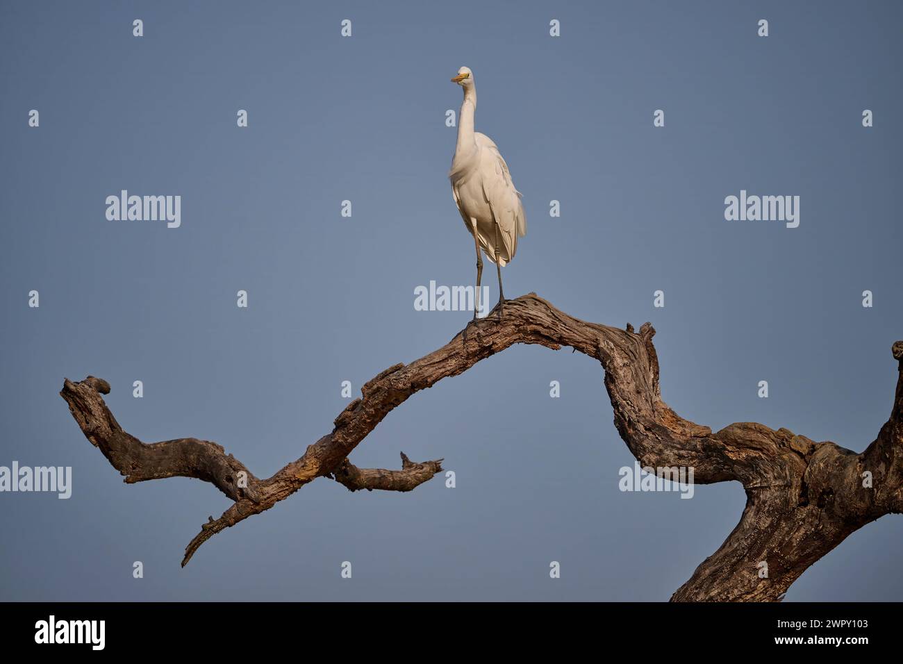 Intermediate egret perched on a snag, India Stock Photo