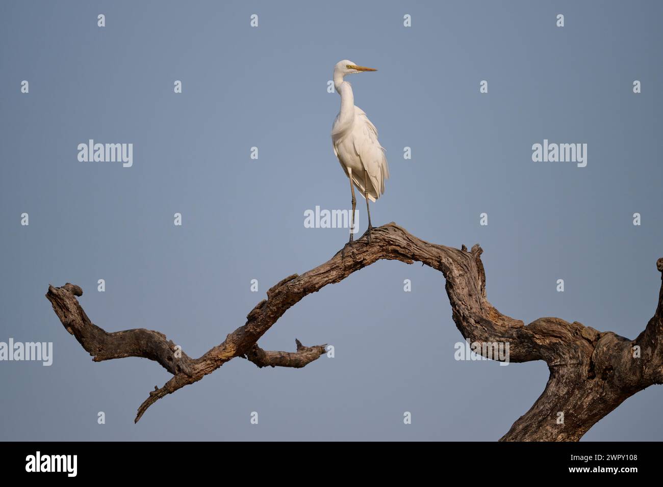 Intermediate egret perched on a snag, India Stock Photo
