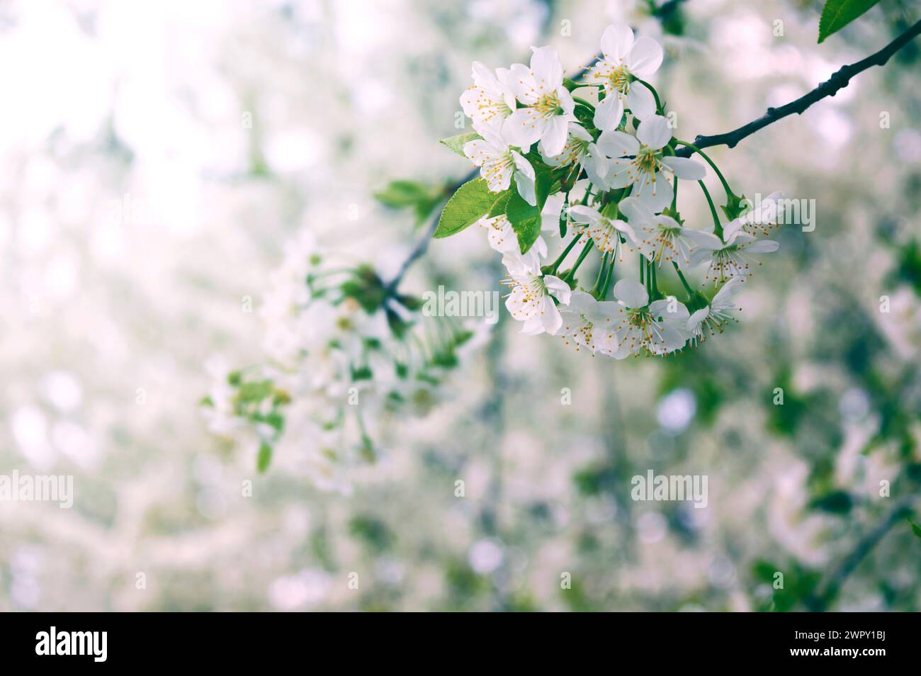 Soft focus on cherry blossom hi-res stock photography and images - Alamy