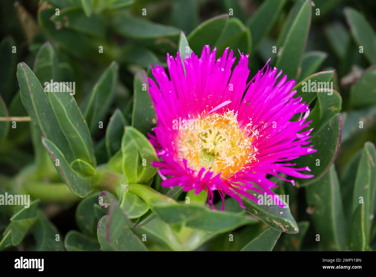 Photo of flowers on background Stock Photo