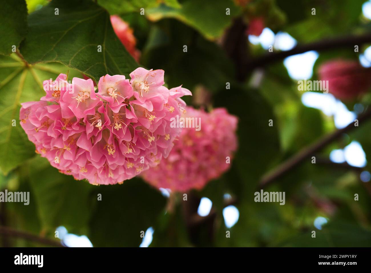 Photo of flowers on background Stock Photo