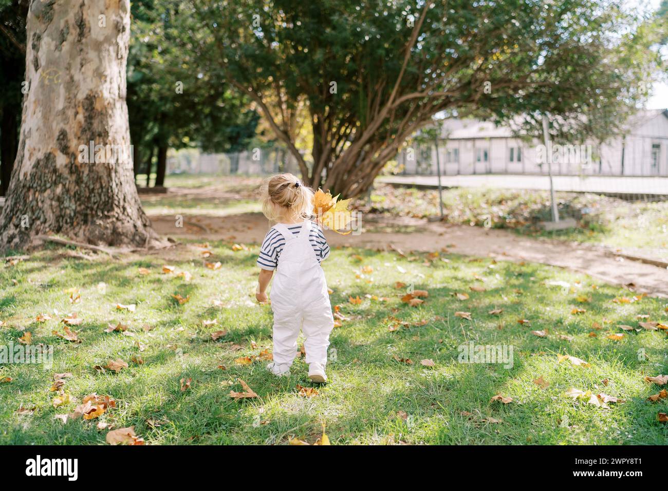 Little girl with a bouquet of yellow maple leaves walks through a sunny ...