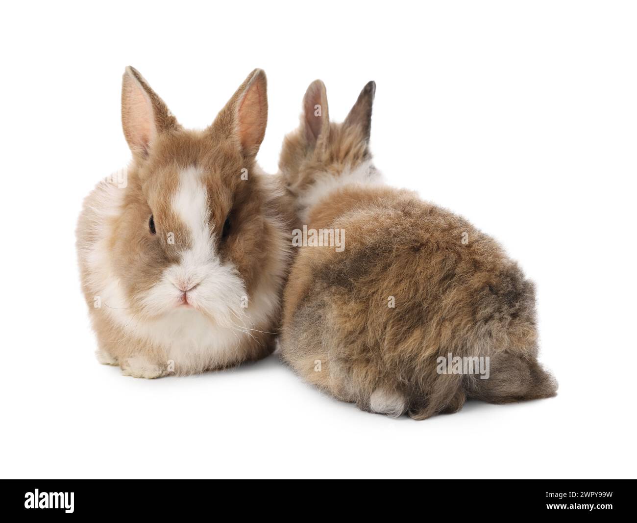 Cute fluffy pet rabbits isolated on white Stock Photo - Alamy