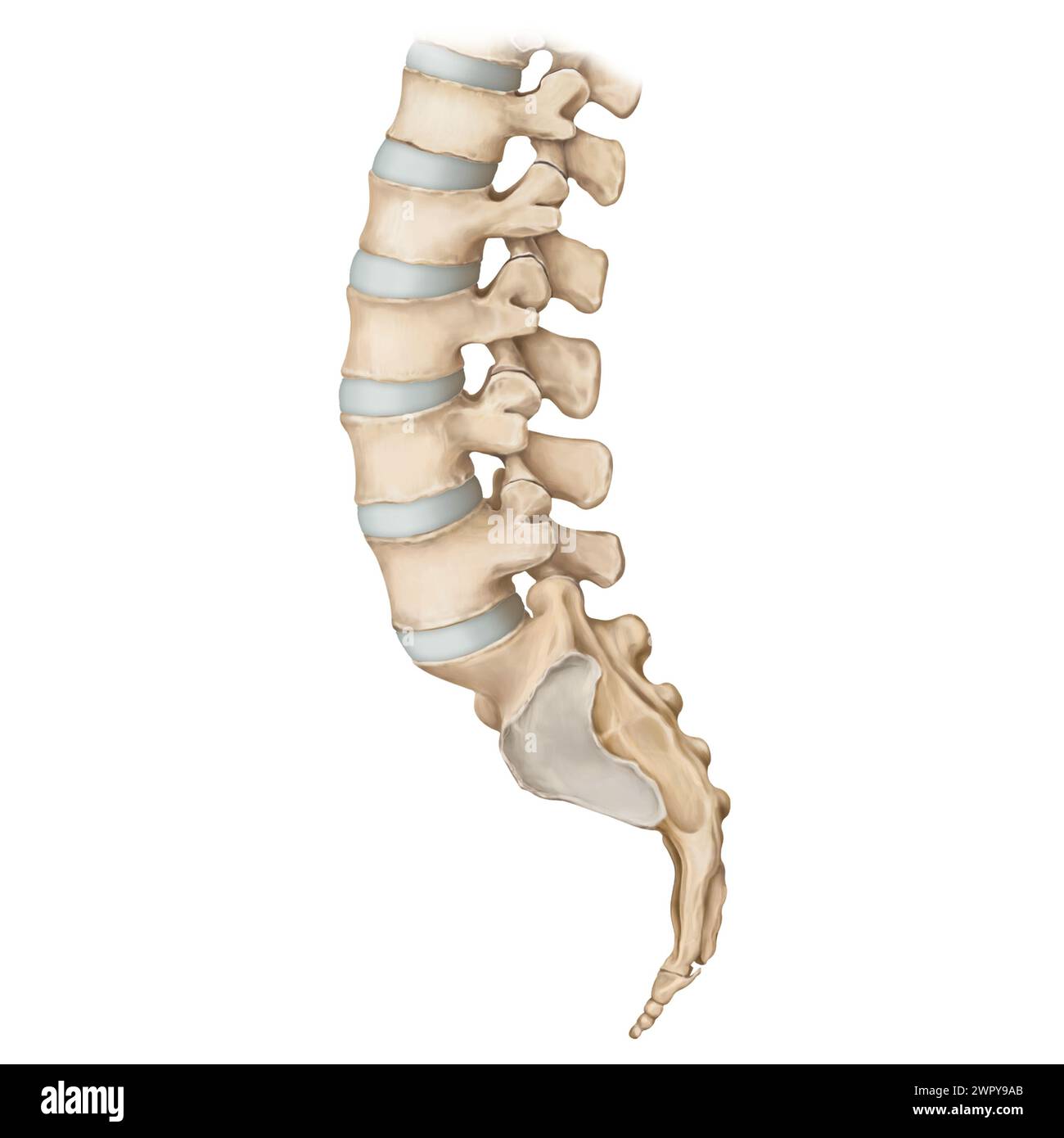 Illustration lumbar spine bones hi-res stock photography and images - Alamy