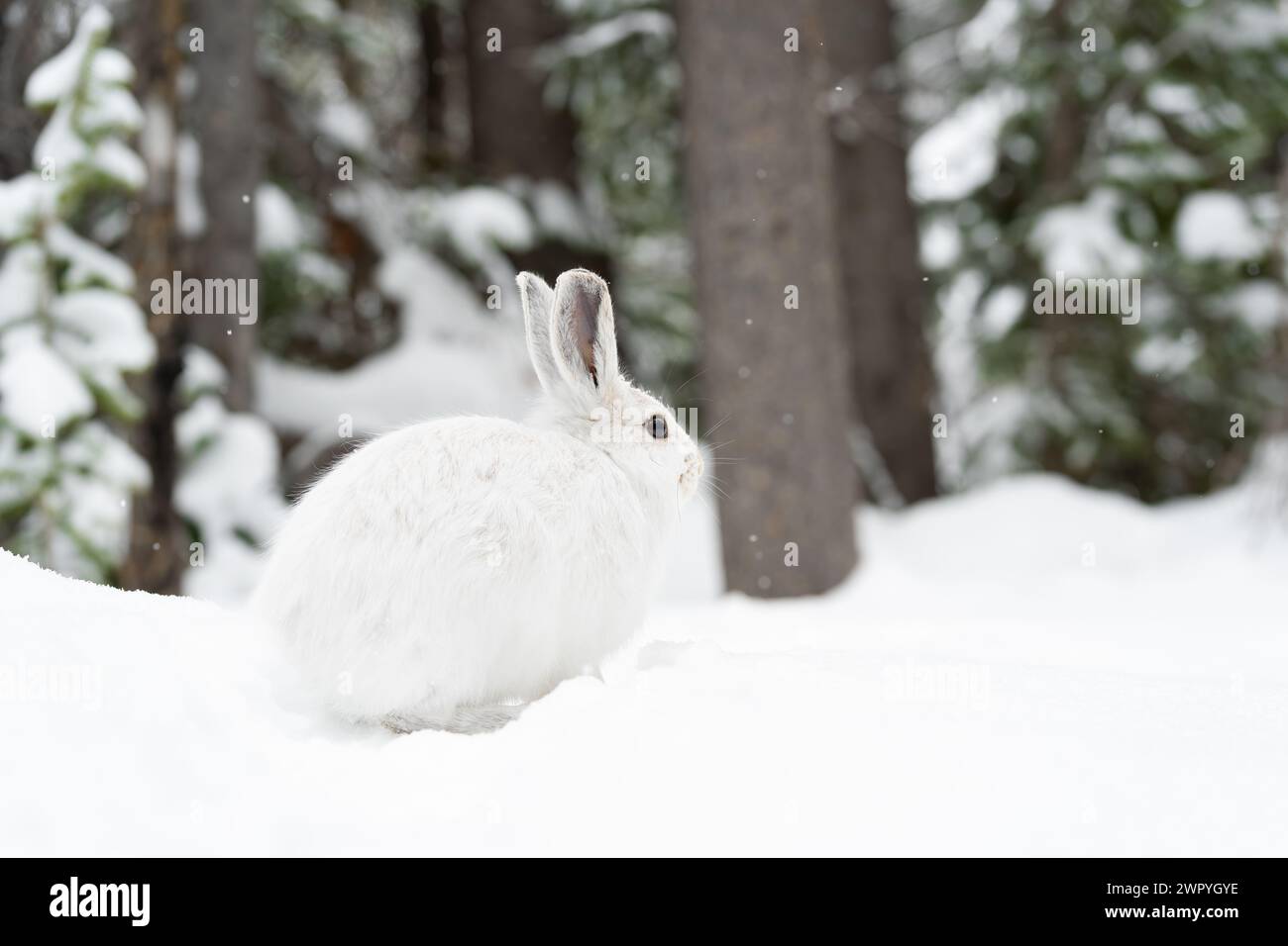 Snowshoe hare feet hires stock photography and images Alamy