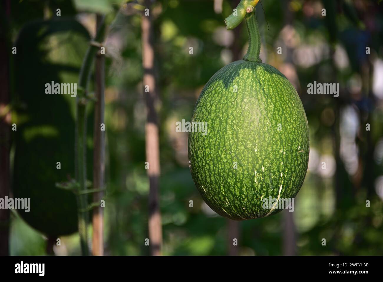 Figleaf gourd Stock Photo