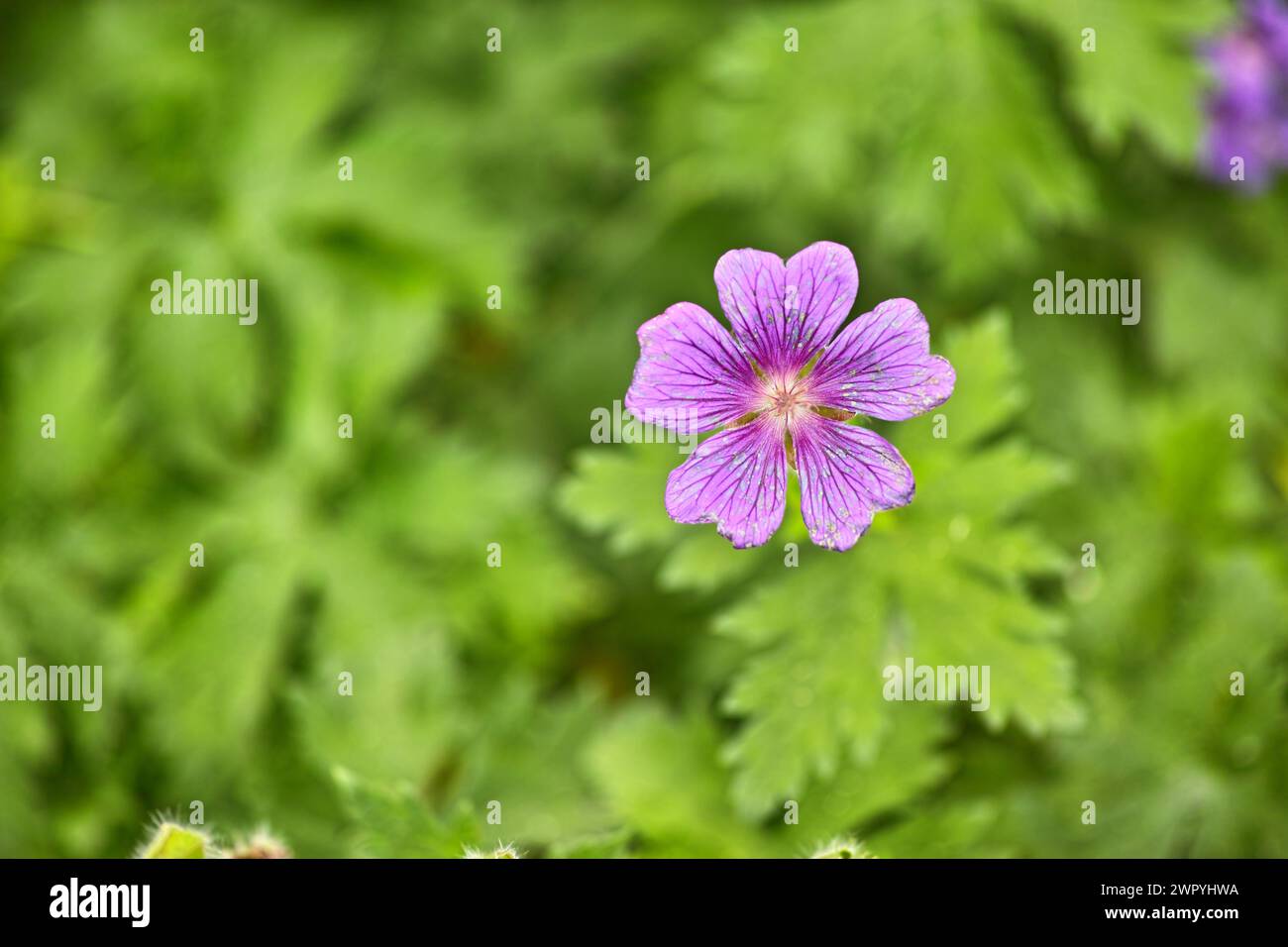 Flower, cranesbill and petals in bloom for spring, outdoor and growth in garden, backyard and landscape. Plant, hardy geranium and blossom with leaves Stock Photo