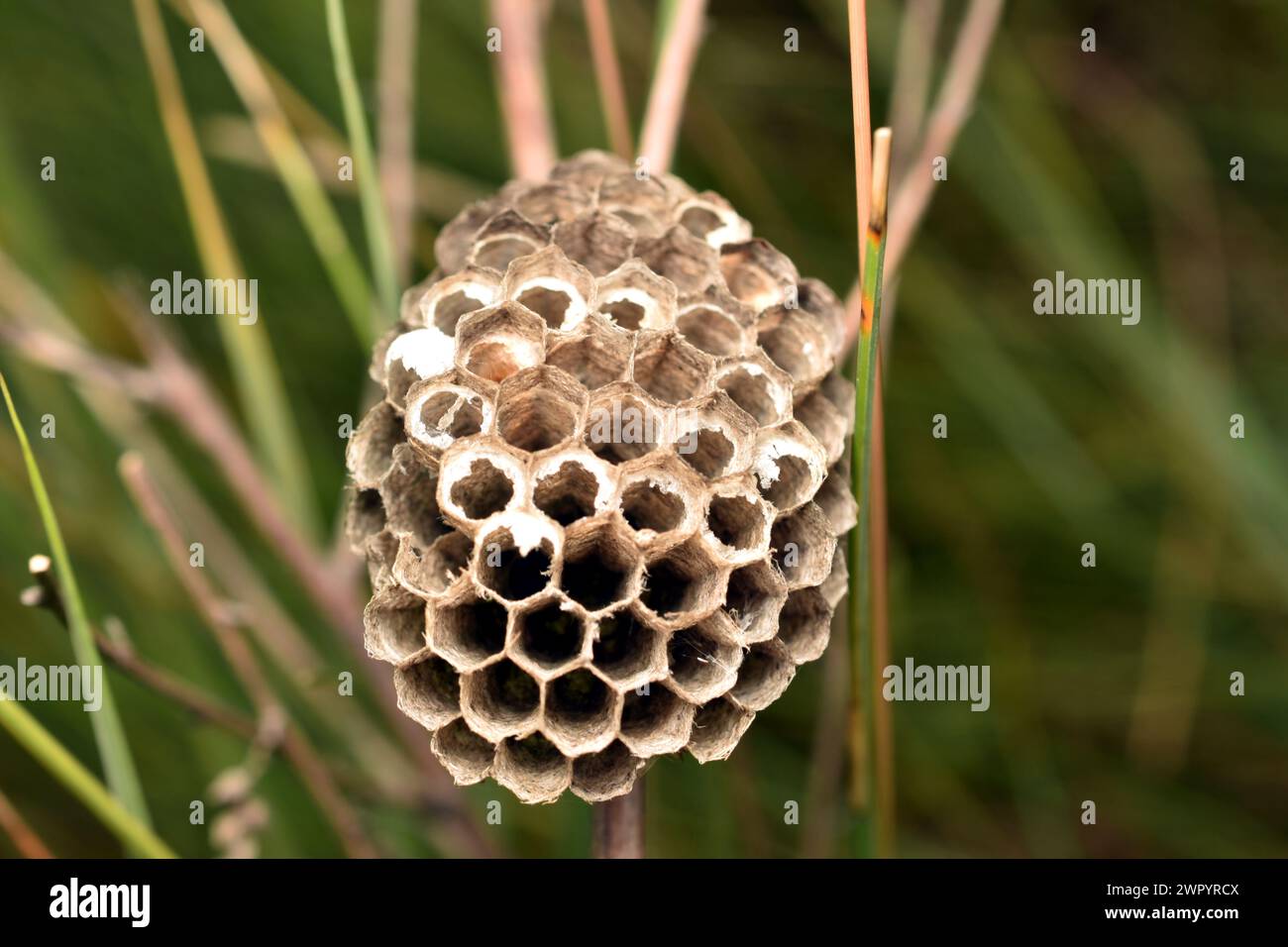 A wasp nest, with open honeycombs, without larvae and wasps, was left hanging on the grass. Stock Photo