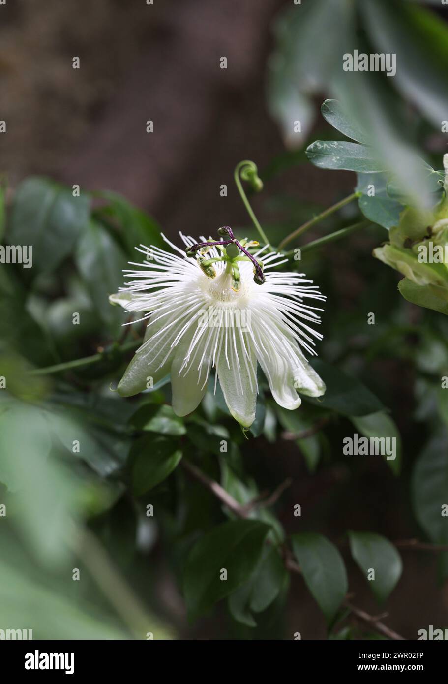 Passion flower Snow Queen Stock Photo Alamy