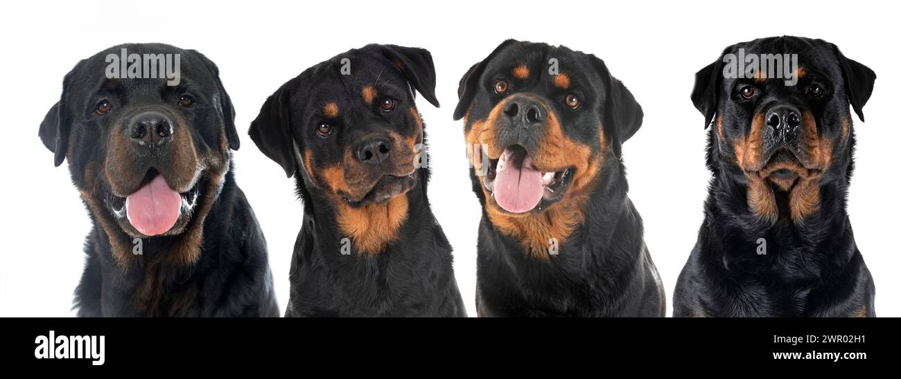 head of rottweilers in front of white background Stock Photo - Alamy