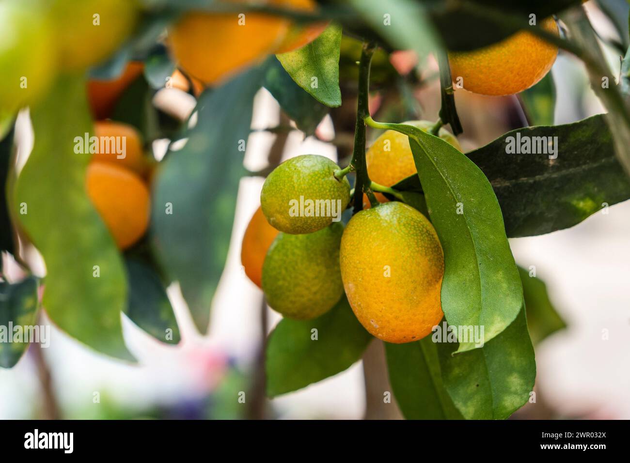 kumquat (Fortunella spp.), Rutaceae family, Mallorca, Spain Stock Photo