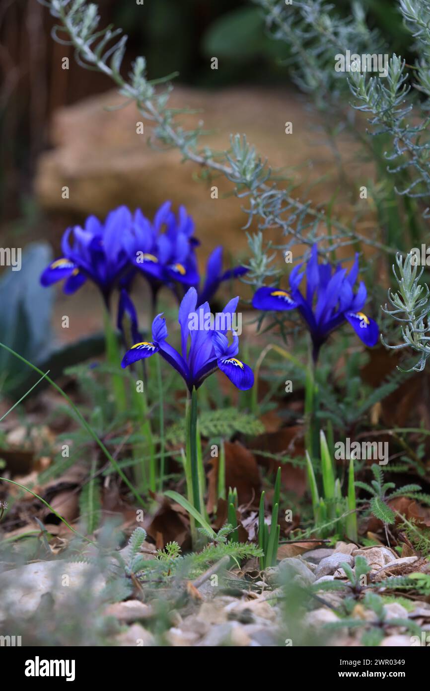 Spring Iriz Dwarf spring iris in flower Stock Photo - Alamy