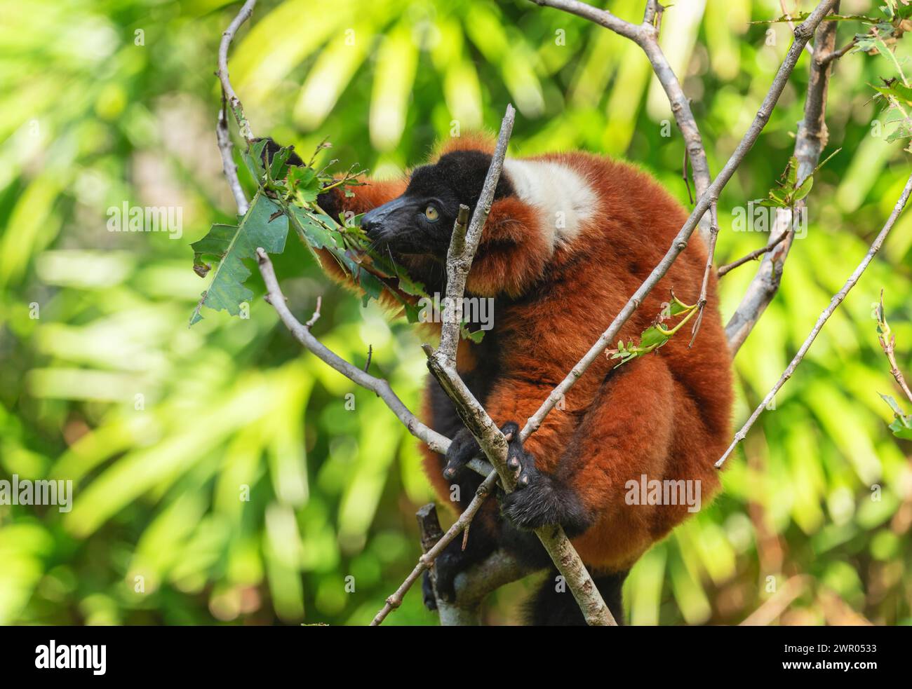 Varis a hi-res stock photography and images - Alamy