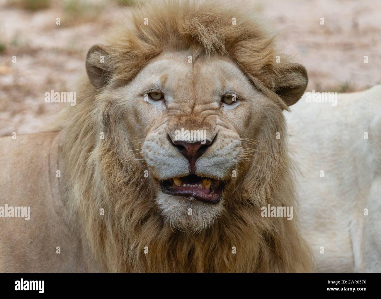 Roaring lion gold hi-res stock photography and images - Alamy