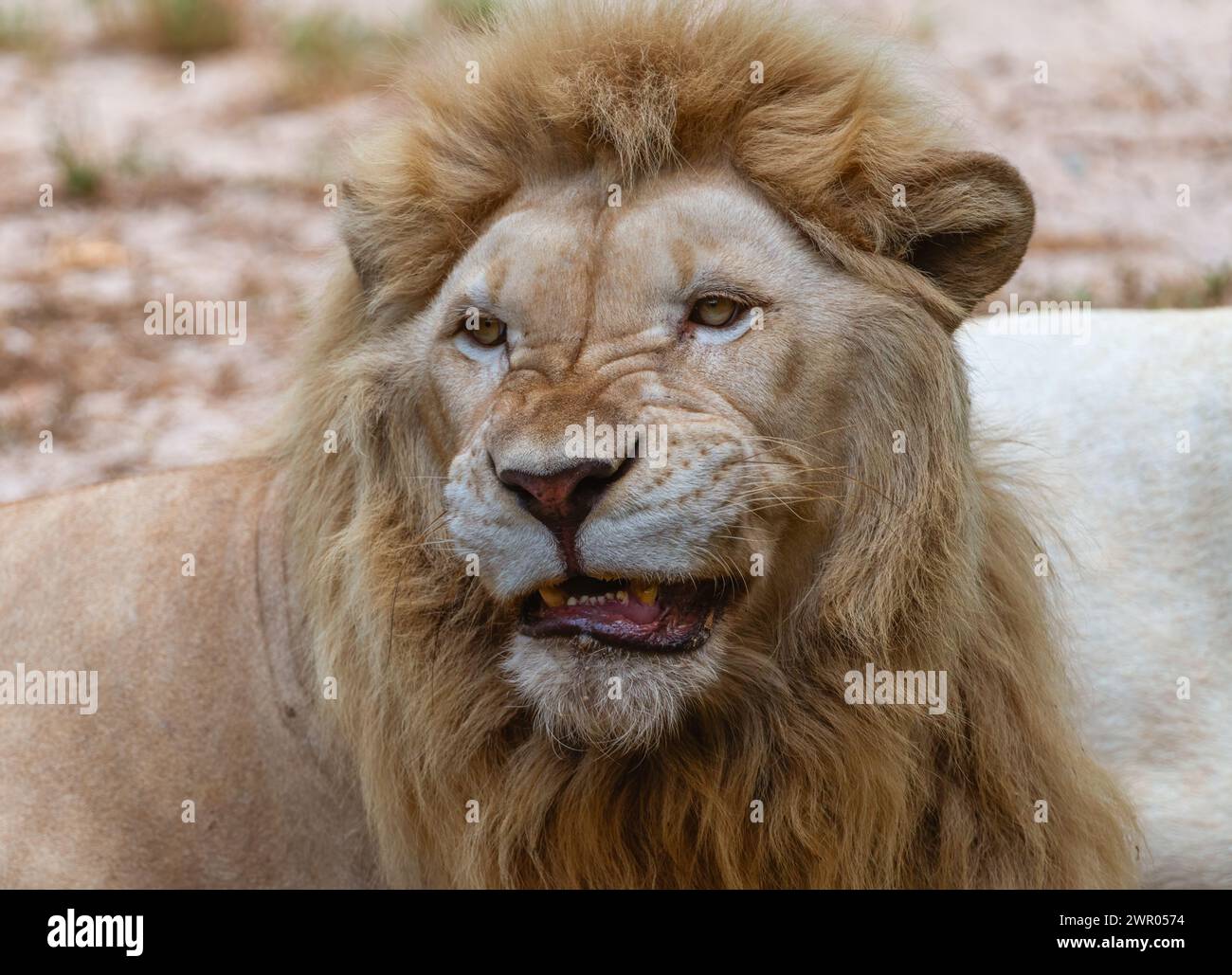 Roaring lion portrait hi-res stock photography and images - Alamy