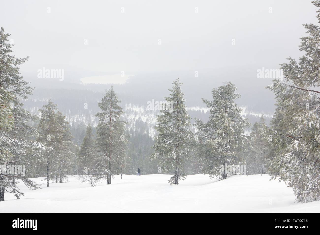 Freeride skier charging down through the forest in Idre - Sweden Stock Photo