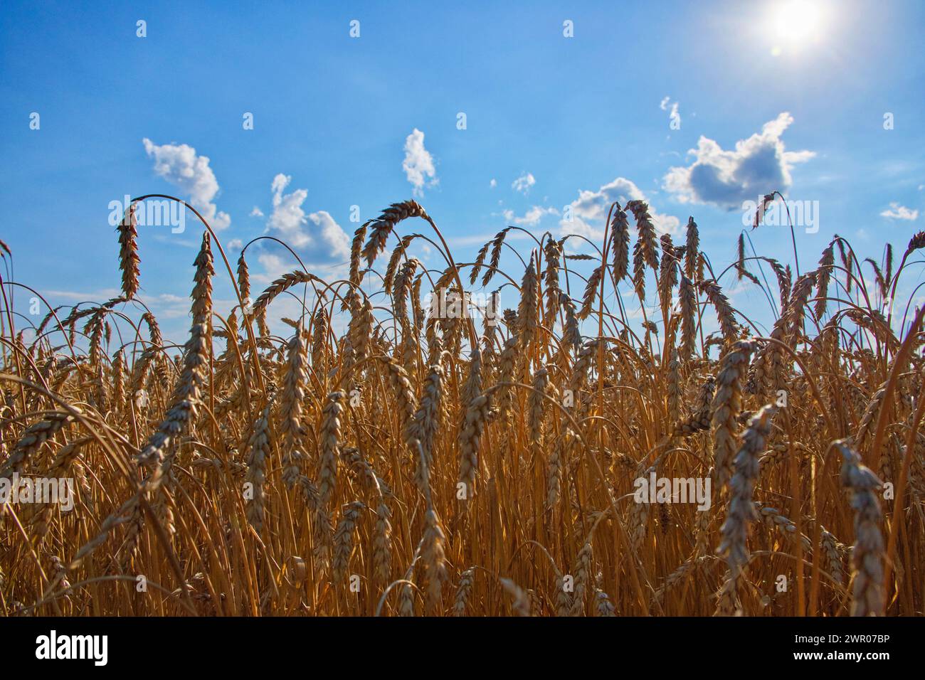 Wheat field under a clear sky, sun highlighting the golden hues. Stock Photo