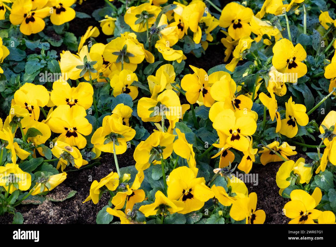 densely planted horned violets in spring Stock Photo