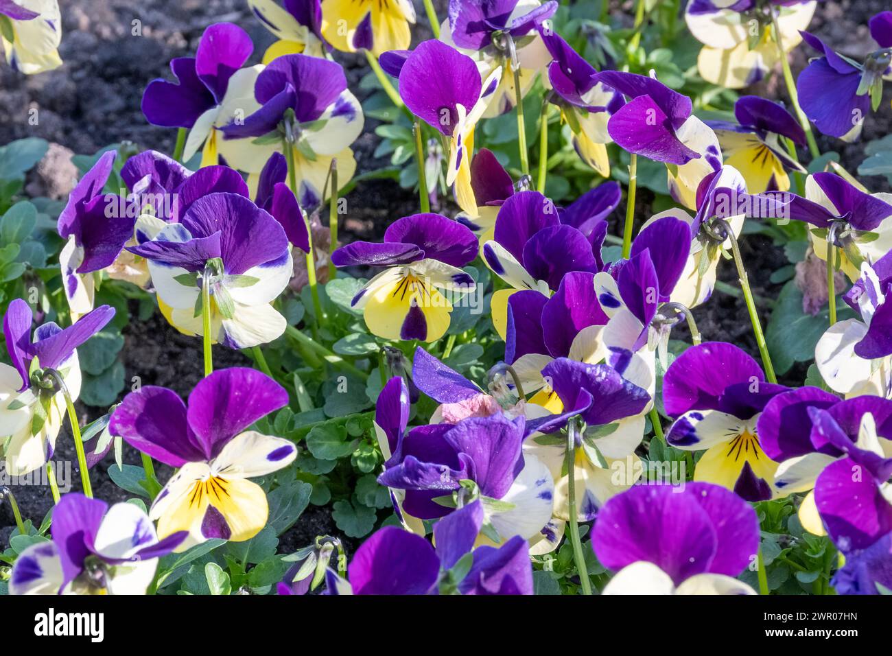 densely planted horned violets in spring Stock Photo