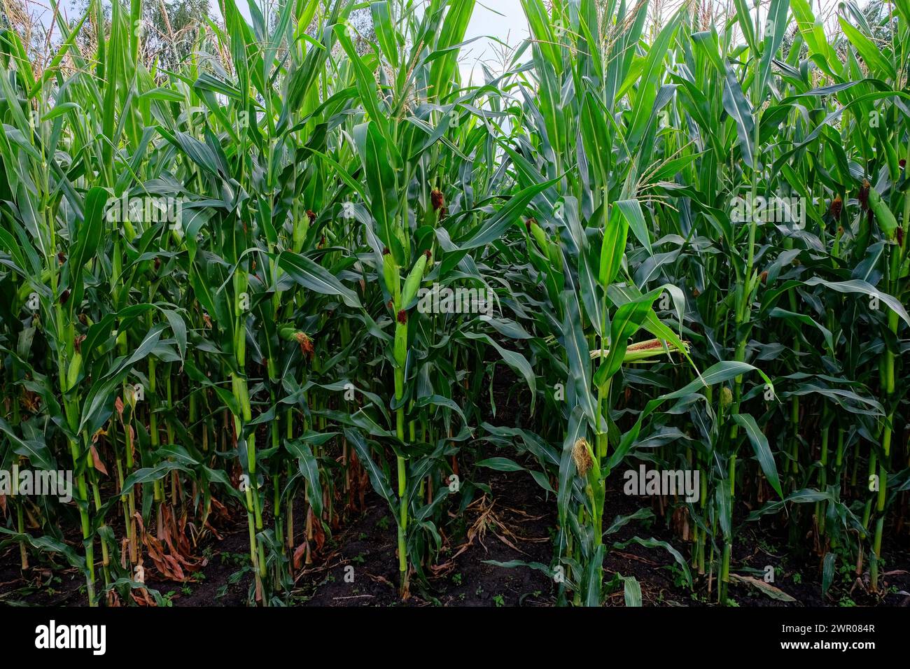 A close-up of green corn plants with visible soil Stock Photo - Alamy