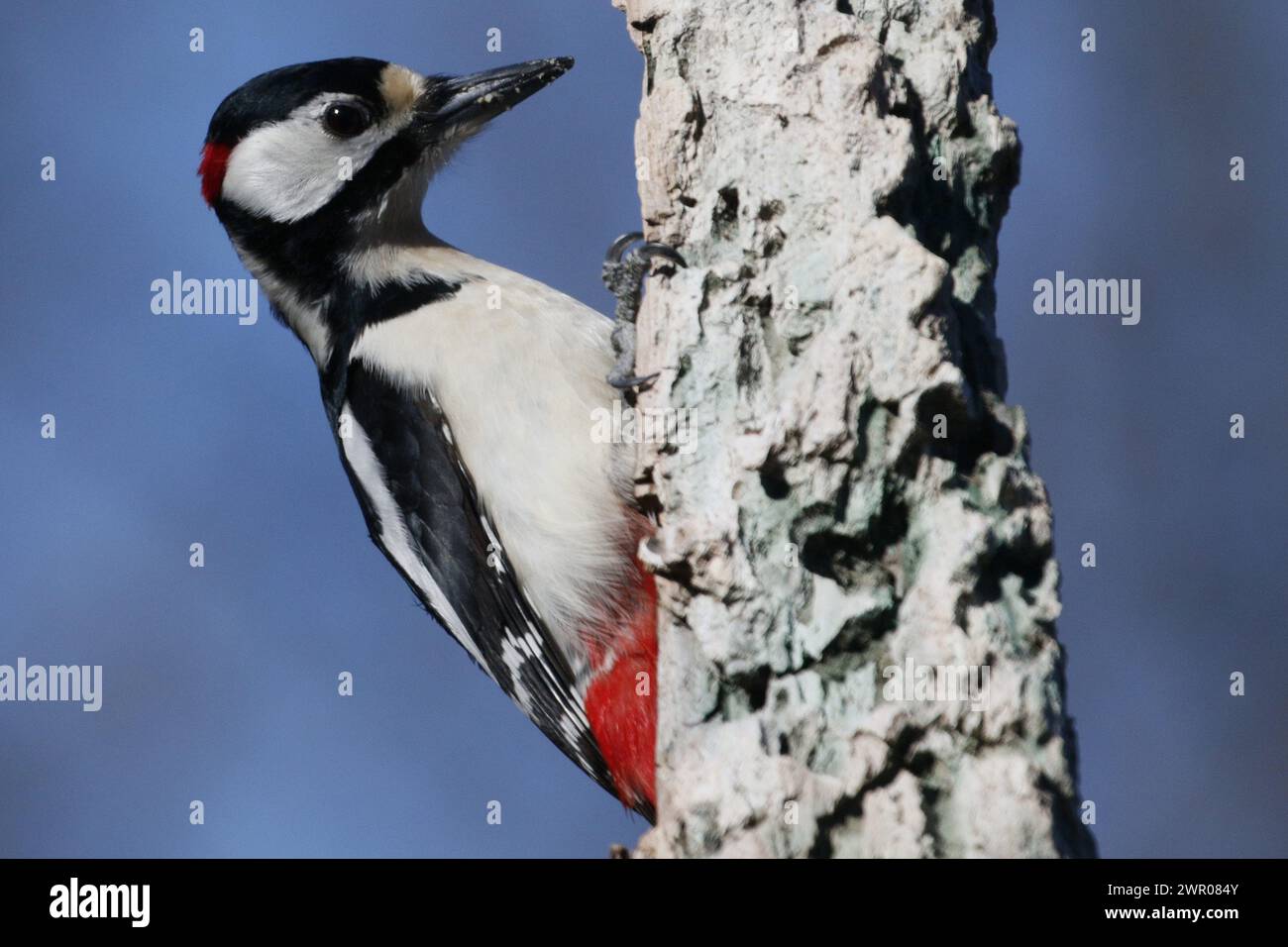 Great Spotted Woodpecker in the Casentino Forest National Park/Picchio Rosso Maggiore nel parco Nazionale delle Foreste Casentinesi Stock Photo