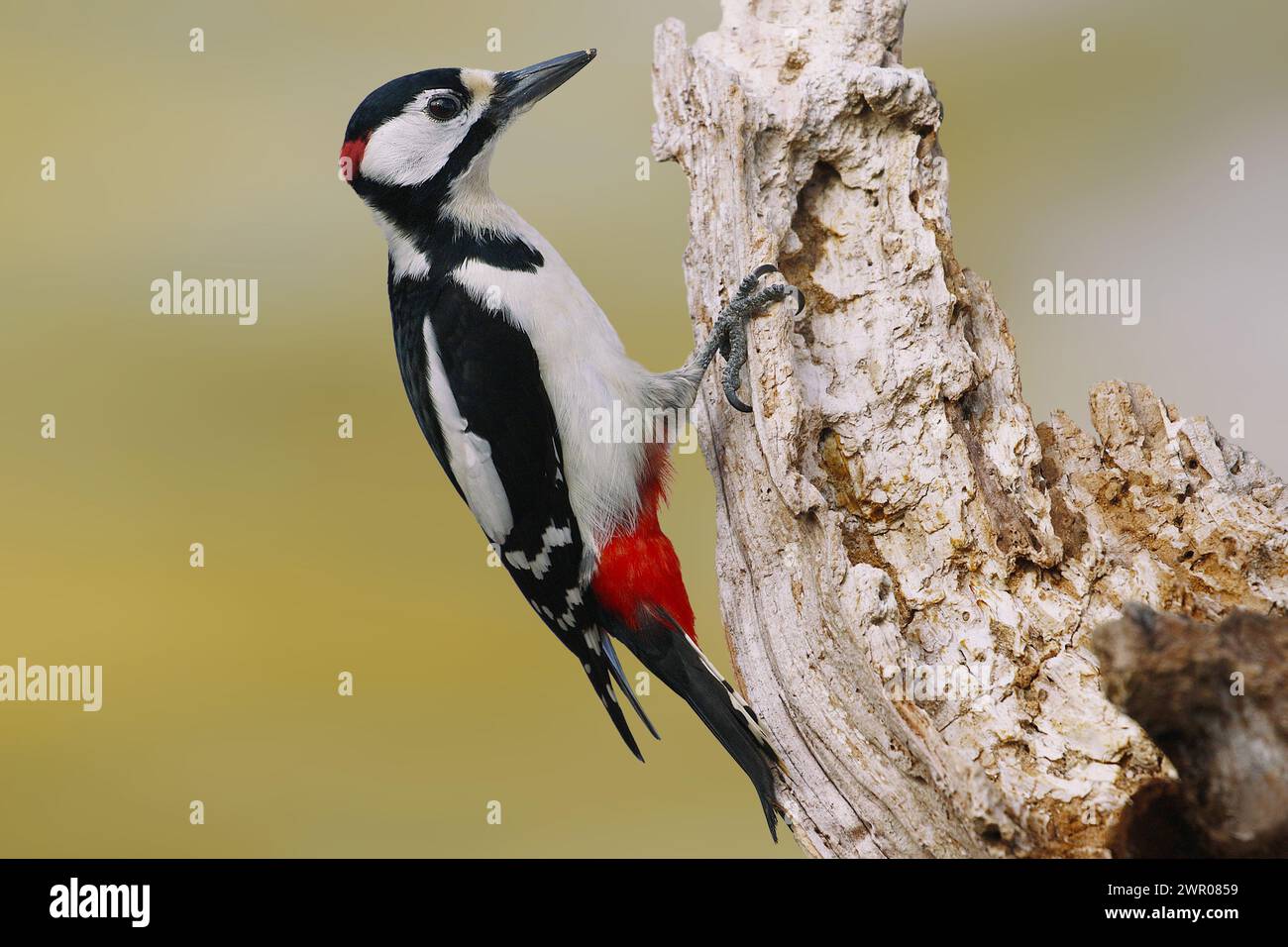 Great Spotted Woodpecker in the Casentino Forest National Park/Picchio Rosso Maggiore nel parco Nazionale delle Foreste Casentinesi Stock Photo