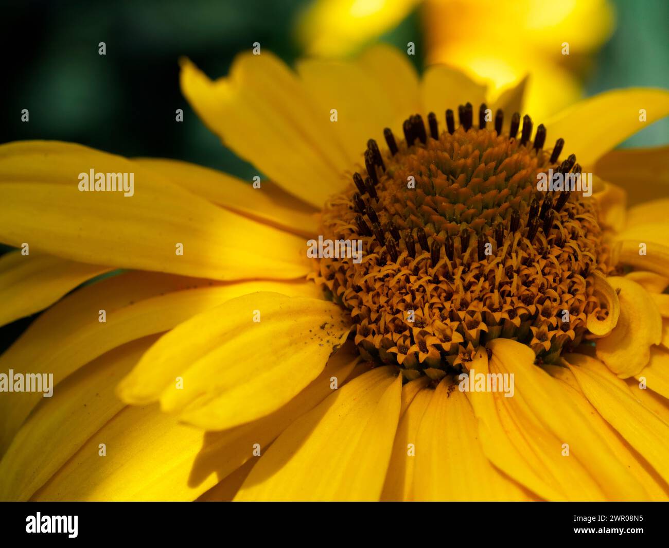 A close-up of a yellow flower with a detailed, textured center and soft petals. Stock Photo