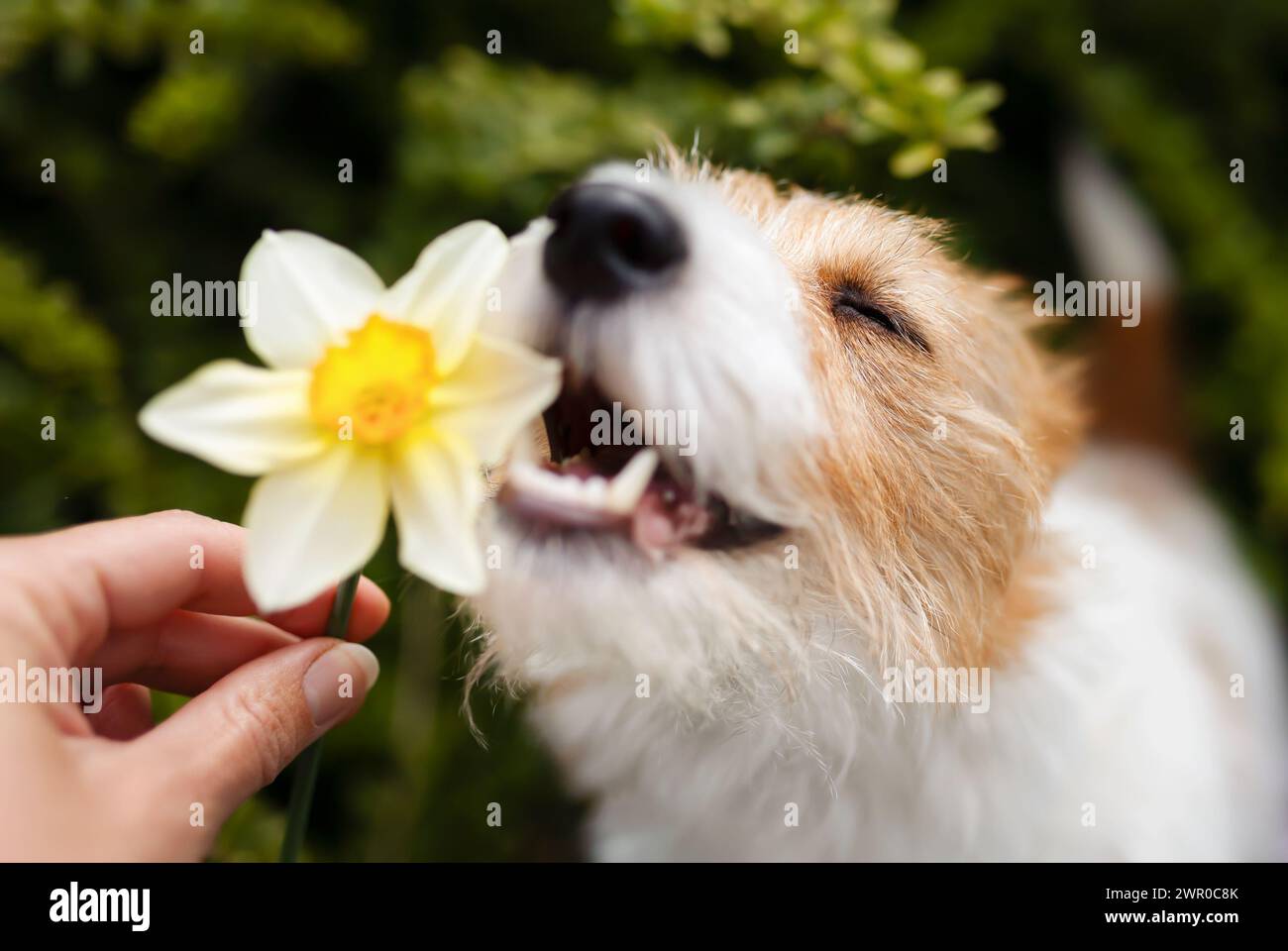 Happy cute smiling dog face smelling, eating easter daffodil flower in