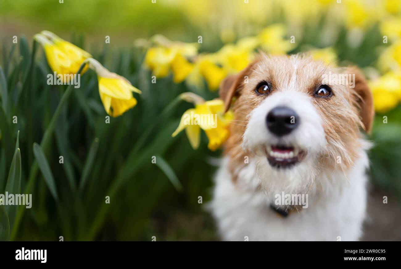 Happy cute smiling dog puppy face in the daffodil flowers in spring