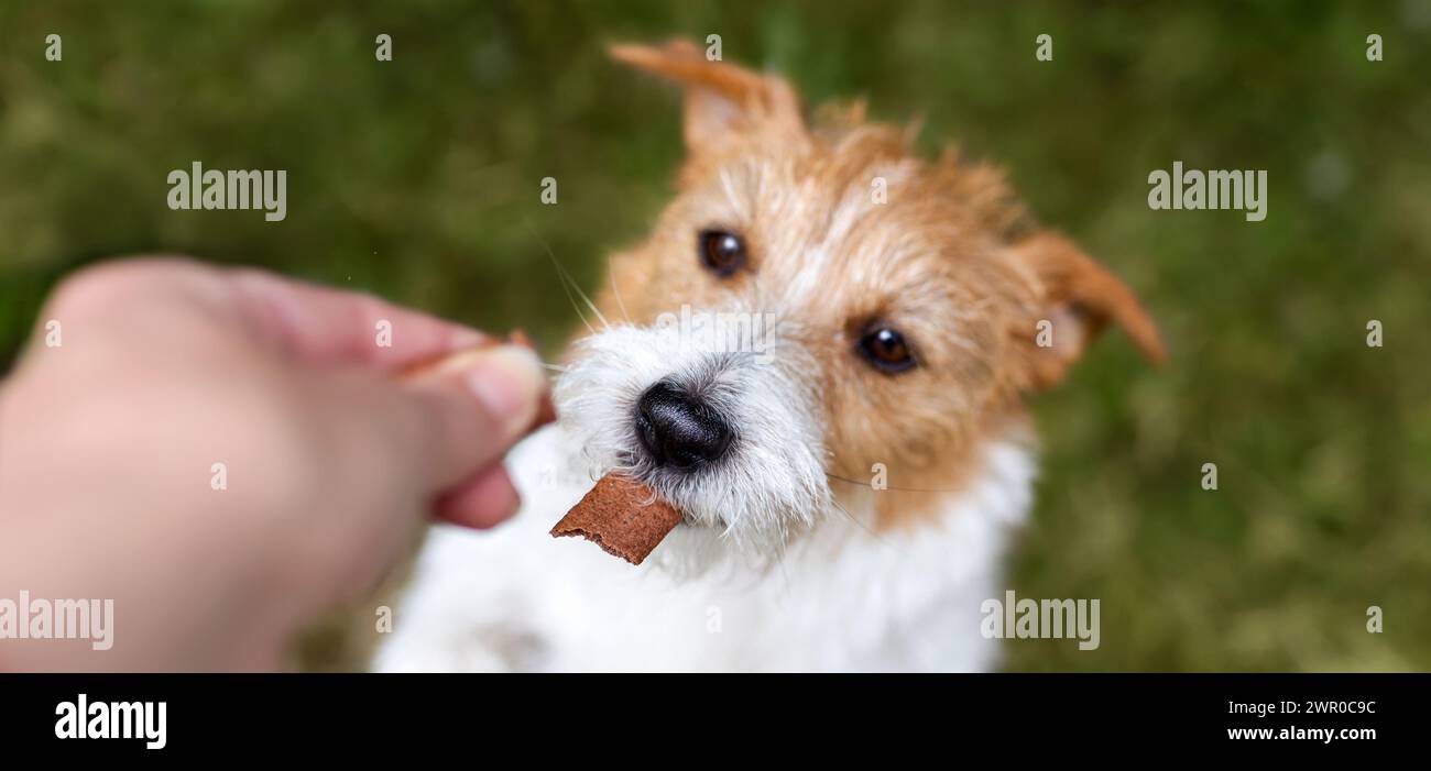 Picture of Hand giving snack treat to a healthy dog. Teeth cleaning, pet dental ...