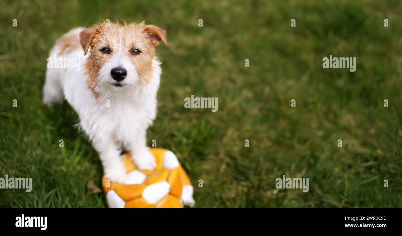 Banner of a cute playful dog puppy as waiting on her toy soccer ball in ...