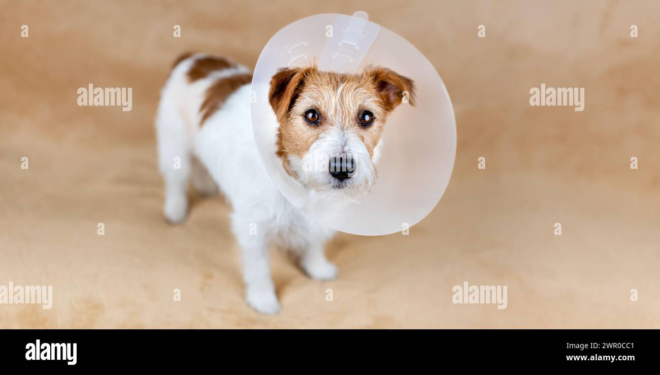 Face of a healthy cute recovering dog as wearing funnel collar