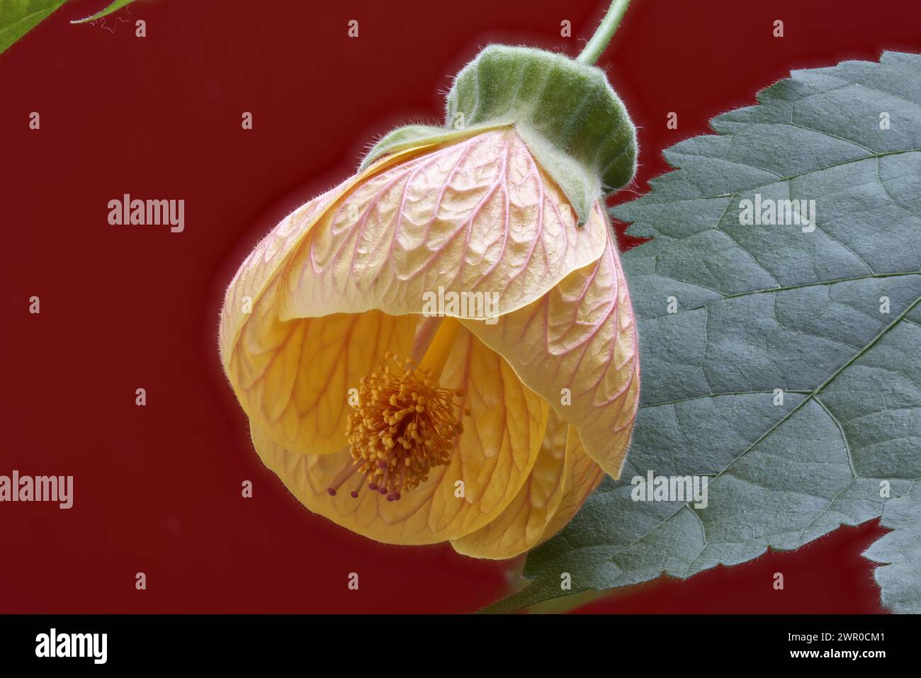 Flower Abutilon pictum on a red background Stock Photo