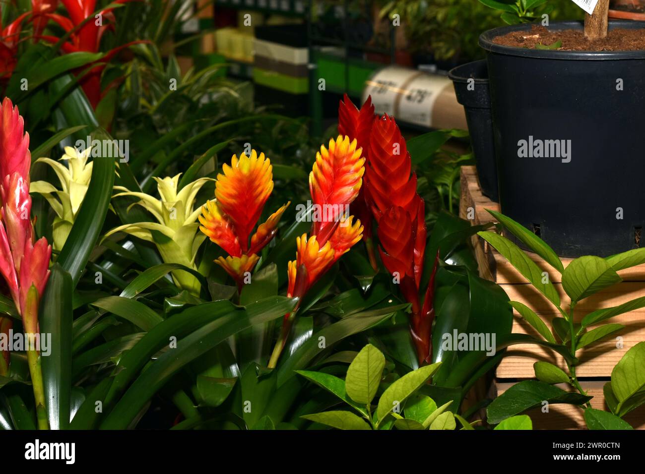 The picture shows a houseplant with red color Vriesea carinata Stock Photo