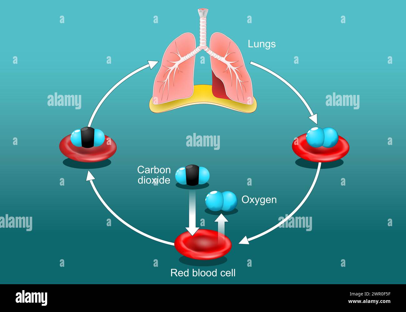 pulmonary-gas-exchange-and-transport