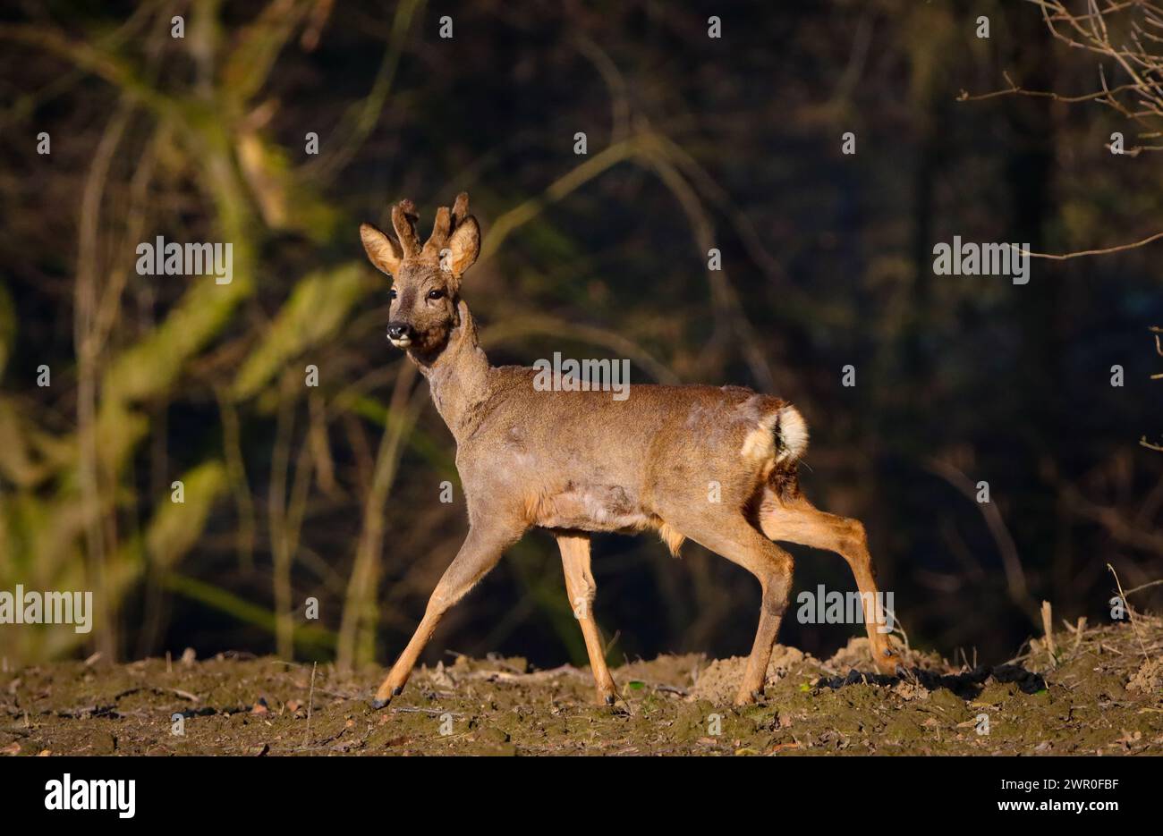 male deer on the edge of the forest Stock Photo