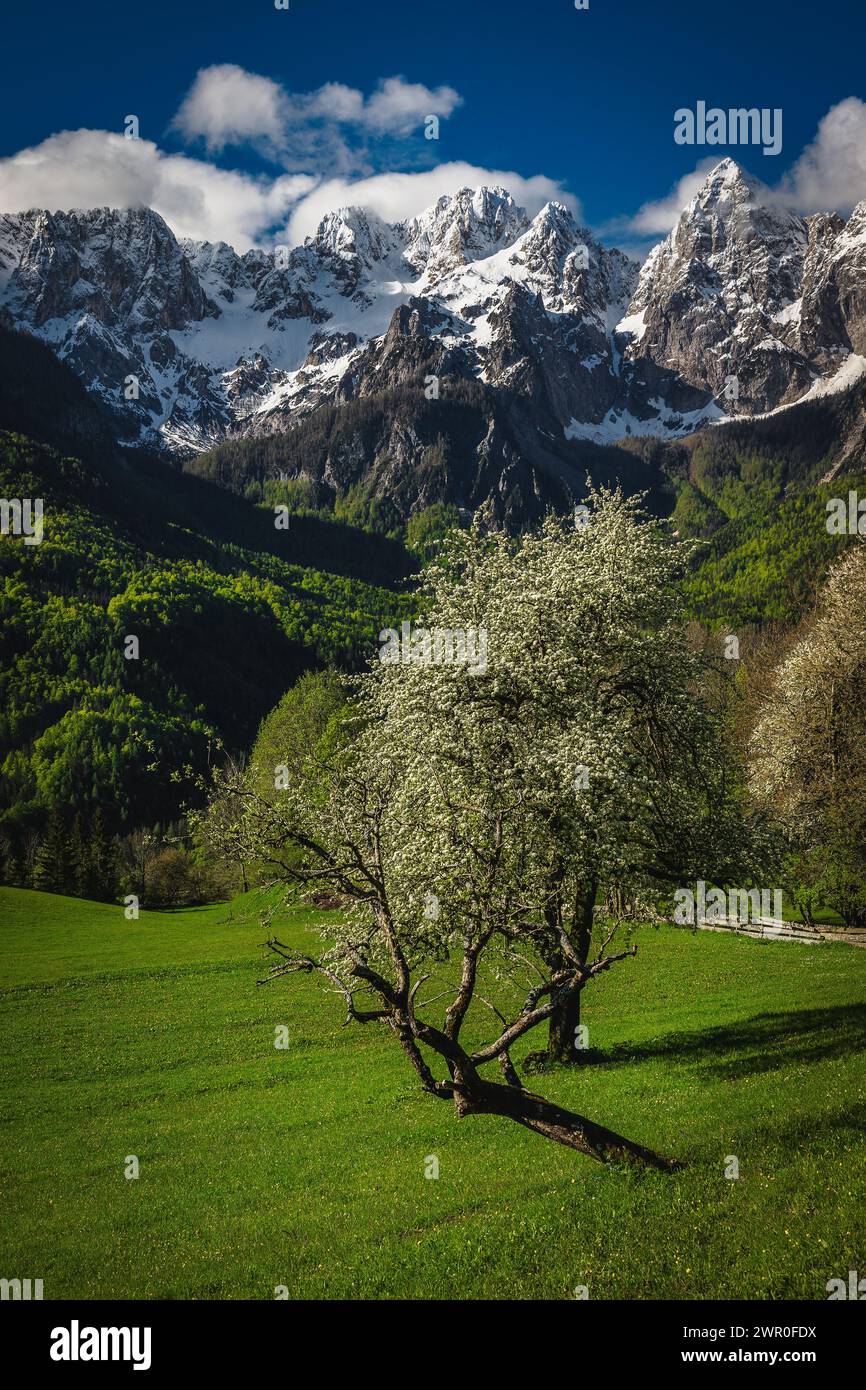 Picturesque view with blooming fruit trees on the green fields. Beautiful snowy mountains in background, Julian Alps, Kranjska Gora, Slovenia, Europe Stock Photo